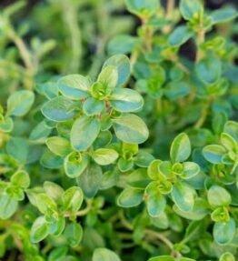 Thyme by Contessa (25g)